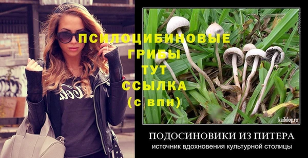 дмт Богданович
