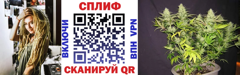Конопля планчик Облучье